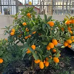 The Great Beauty 아파트 *