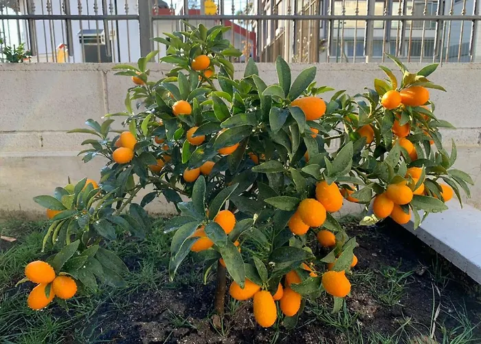 The Great Beauty شقة *